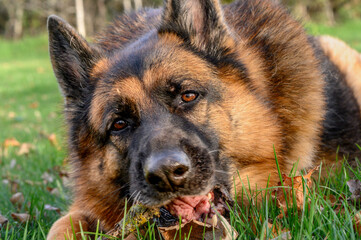 Close-up of the head and mouth of a German Shepherd dog while biting a stick on the ground, over the grass, and staring intently forward. The tongue is visible wrapping around the stick