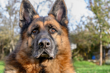 Close-up of the head of a German Shepherd dog, looking straight ahead into the distance, behind the viewer. The gaze is fixed, serious, and attentive, with erect ears. In the background, the garden, g