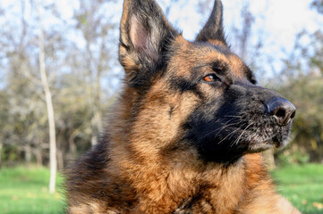 Close-up of the head of a German Shepherd dog, beige and black, with erect ears, lying down with the head turned towards the right of the photo, looking attentively into the distance. 