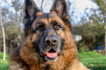 Frontal, tranquil gaze of a German Shepherd with its mouth slightly open and the tongue peeking...