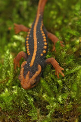 Closeup on a colorful orange juvenile Mandarin newt on green moss, Tylototriton verrucosus