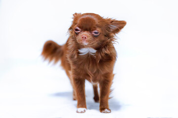 Puppy chihuahua chocolate color narrowed eyes and standing on white background.