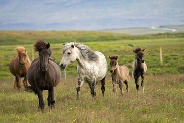 horses in the meadow