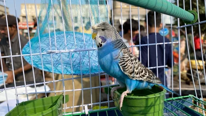 Stof per meter Beautiful australian parrots in a cage © fahad