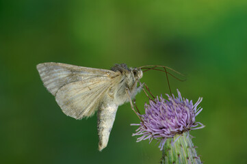 Closeup on a Silver-Y moth, Autographa gamma,drinking nectar from a purple thistle flower