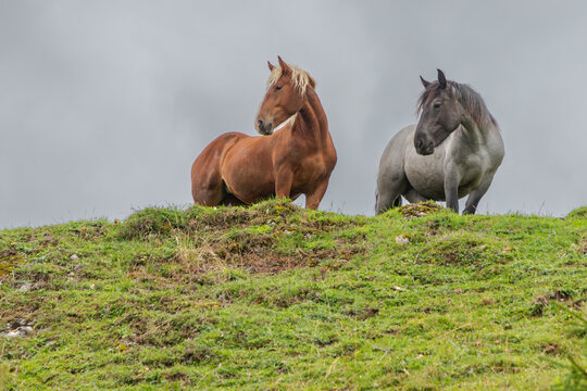 two curious horses on the background of the gray sky