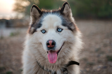 Portrait of a husky dog with blue eyes outdoor