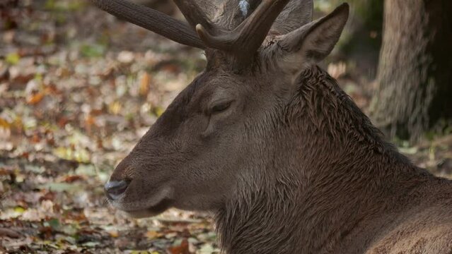 Deer close up. Muzzle of a horned animal. Animal with horns. Deer eyes. Animal in a cage. Horned animal. Red deer in forest.