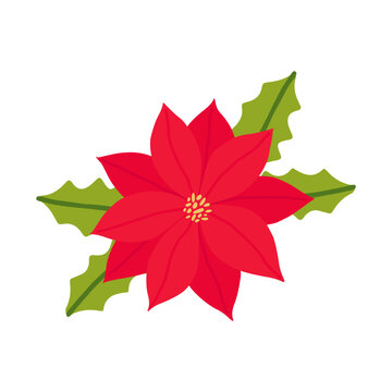 Vector illustration of poinsettia with holly leaves. A traditional Christmas plant hand drawn. Isolated design on a white background.