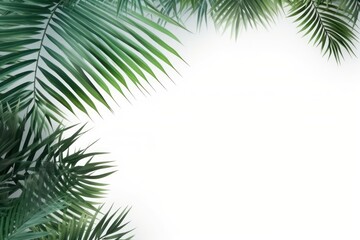 Fototapeta na wymiar Green leaves on a white background with a white background