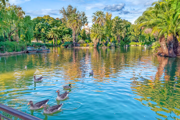 Flock of wild geese swims on the mirror surface of a lake in the Ciutadella Park in Barcelona, Spain. Pond with palm island among a city garden with wild waterfowl on a sunny autumn day - obrazy, fototapety, plakaty