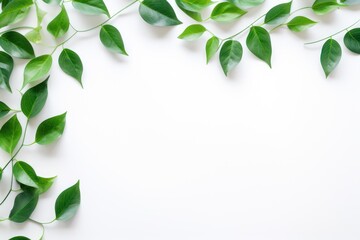 Green leaves on a white background with a white background