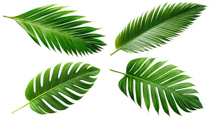 Set of tropical green palm leaves cut out © Yeti Studio