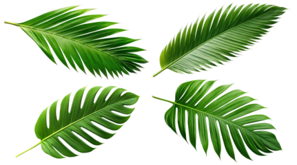 Set of tropical green palm leaves cut out