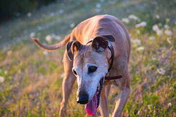 portrait of an old dog in sunset
