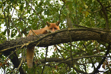 sleepy fox on the tree