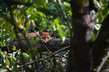 sleepy fox on the tree - obrazy, fototapety, plakaty