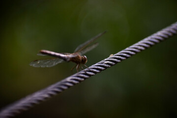 beautifull dragonfly on one cable