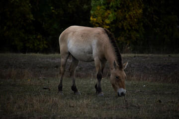 horse in the field