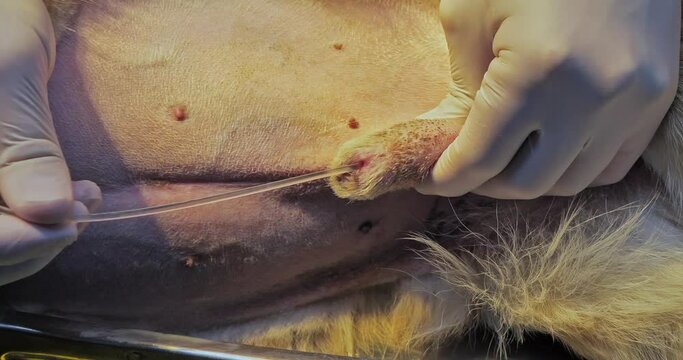 While holding the dog's penis with his hand the veterinarian inserts a catheter into the urethra to allow the dog to pee. The dog couldn't pee because of stones in the urethra. Urolithiasis in a dog.
