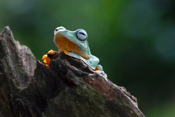 Green tree flying frog sitting in the wood