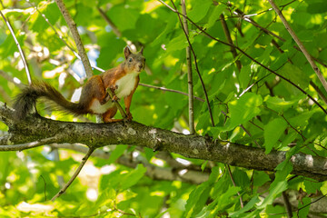 close-up of a squirrel sitting on a branch