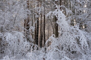 Beautiful winter scenery of forest around Straszynskie Lake in Kashubia, Poland