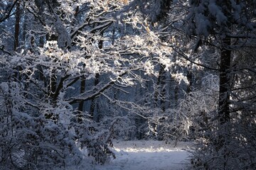 Beautiful winter scenery of forest around Straszynskie Lake in Kashubia, Poland