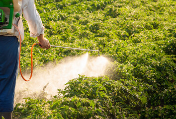 Obraz premium Man spraying tomato in the garden