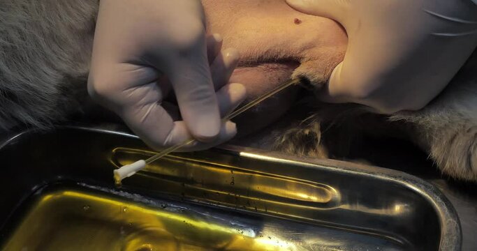 A veterinarian wearing gloves drains urine from a dog's bladder through a catheter. A dog with urinary retention and bladder inflammation is catheterized on a table in a veterinary clinic.