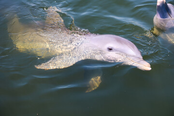 Eine Delfingruppe in einer Bucht mit Mangrovenbäume, Delfine.  © boedefeld1969