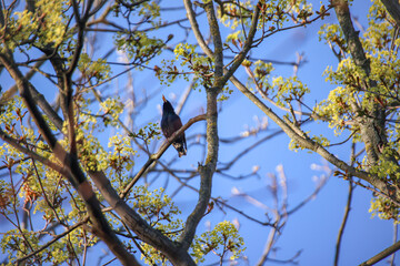 Im Fr&uuml;hjahr ein Star in einer Baumkrone.