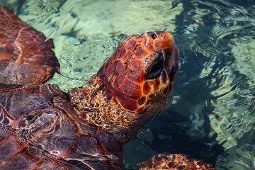 Portrait einer Meeresschildkröte. Leider immer noch bedrohte Tiere.
