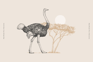 Ostrich on the background of an acacia tree and bright sun in engraving style. Exotic bird on a light background. Vector illustration of an African animal in vintage style.
