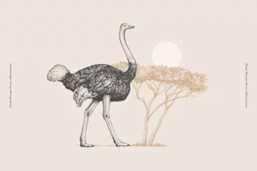 Foto op Aluminium Ostrich on the background of an acacia tree and bright sun in engraving style. Exotic bird on a light background. Vector illustration of an African animal in vintage style. © KOSIM
