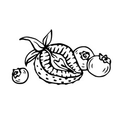 Sketch,doodles of summer strawberries and blueberries.Vector graphics.