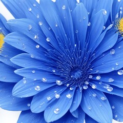 water drops on flower