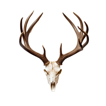 Skull of a deer with beautiful horns for home wall decoration on transparent background PNG.