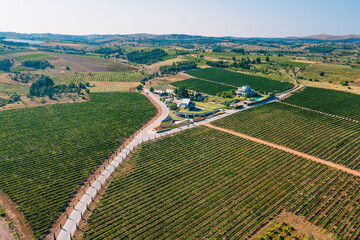 Aerial shot of wine farm with rows of vines for harvesting, grapes for the production of fine wines