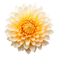 Macro image of a beautiful flower on a PNG transparent background for use in decorating projects.