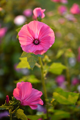 Beautiful bright flowers of lavatera in the summer garden at sunset. Lavatera trimestris. Juicy mallow flowers.