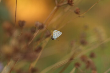 una farfalla comune blu su un fiore al tramonto in estate