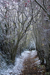 Path and trees under the snow in Herve, Belgium