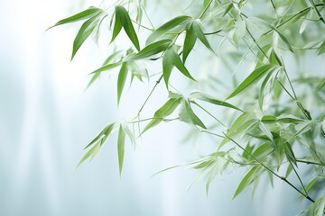 bamboo leaves on white foggy blurred background
