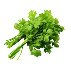 Bunch of Coriander isolated on transparent background