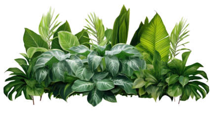 Tropical leaves foliage plant bush floral arrangement nature backdrop isolated on transparent background