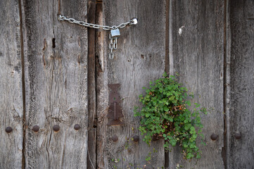 Vista de una vieja puerta de madera abandonada y cerrada por candado sobre la que crece una planta.