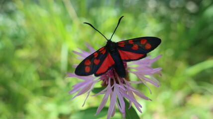Hufeisenklee-Widderchen