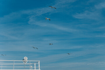 Seagulls flying in the the blue sky under the boat.