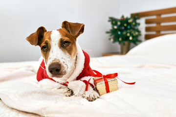 Funny Jack Russell Terrier wearing red Santa Claus costume prepares for festive days in the Christmas decorated room. Pets in xmas and new year. Wintertime mood.